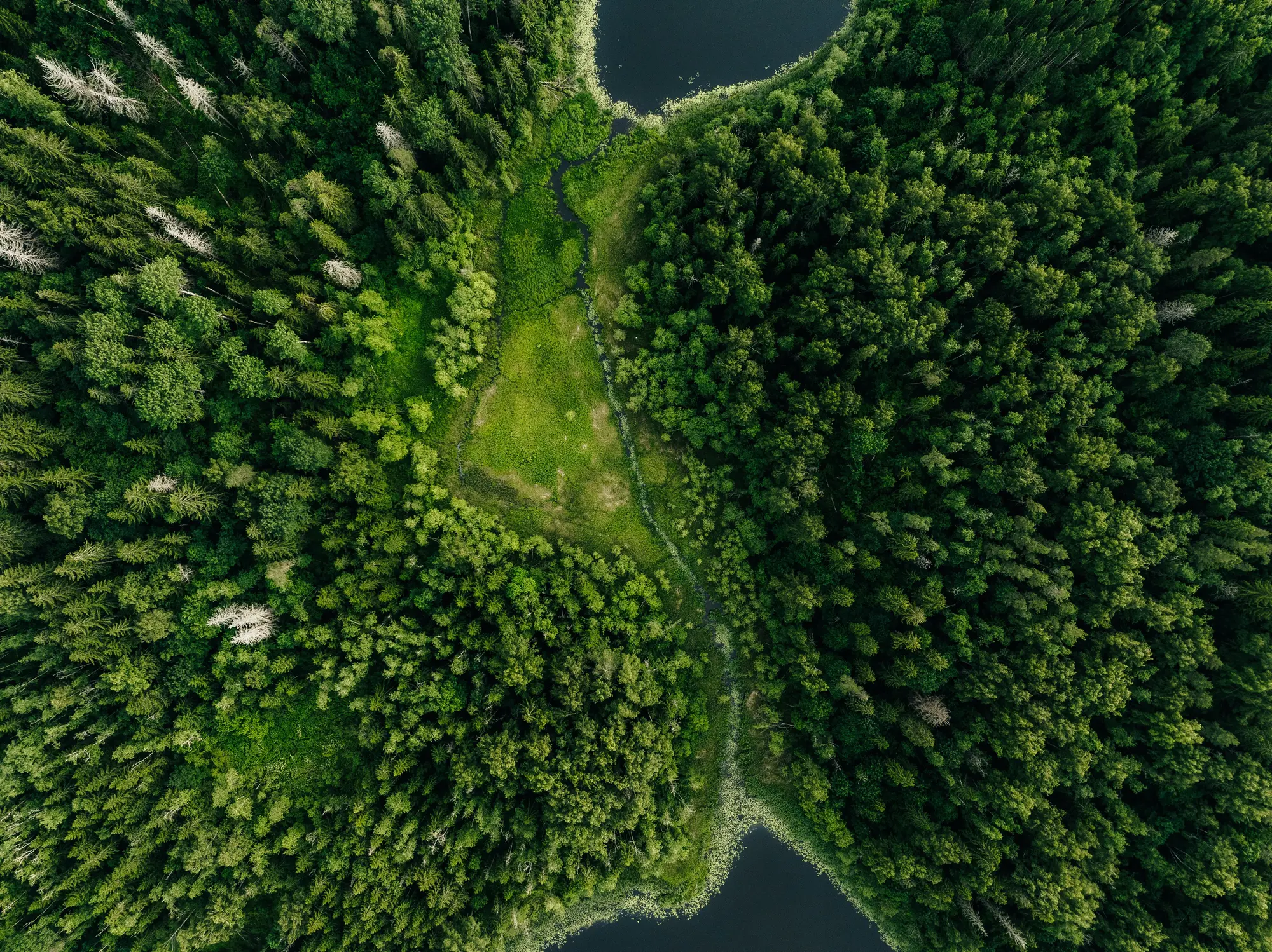 Vista aérea de un bosque con un claro y un curso de agua
